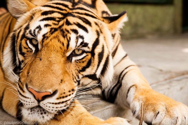 TigerKingdom8