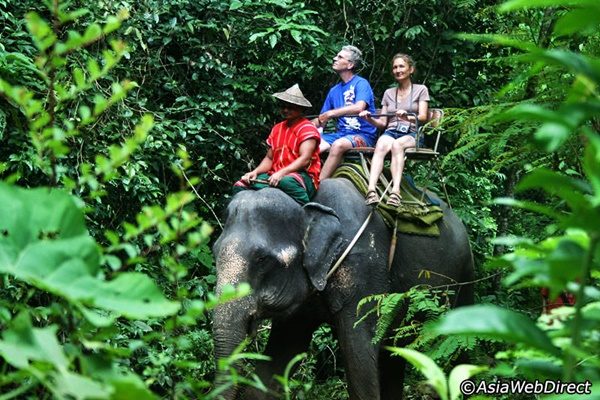 elephant-trekking-khao-sok