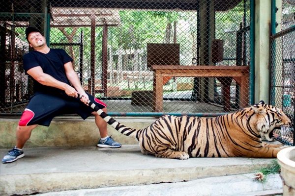 tiger